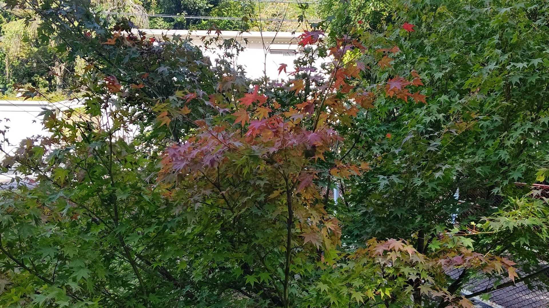 赤津川沿いのカエデ、一枝だけ紅くなっています
紅葉トップランナー発見です！