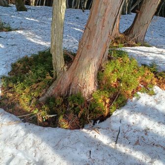 暖かくて融けていますね