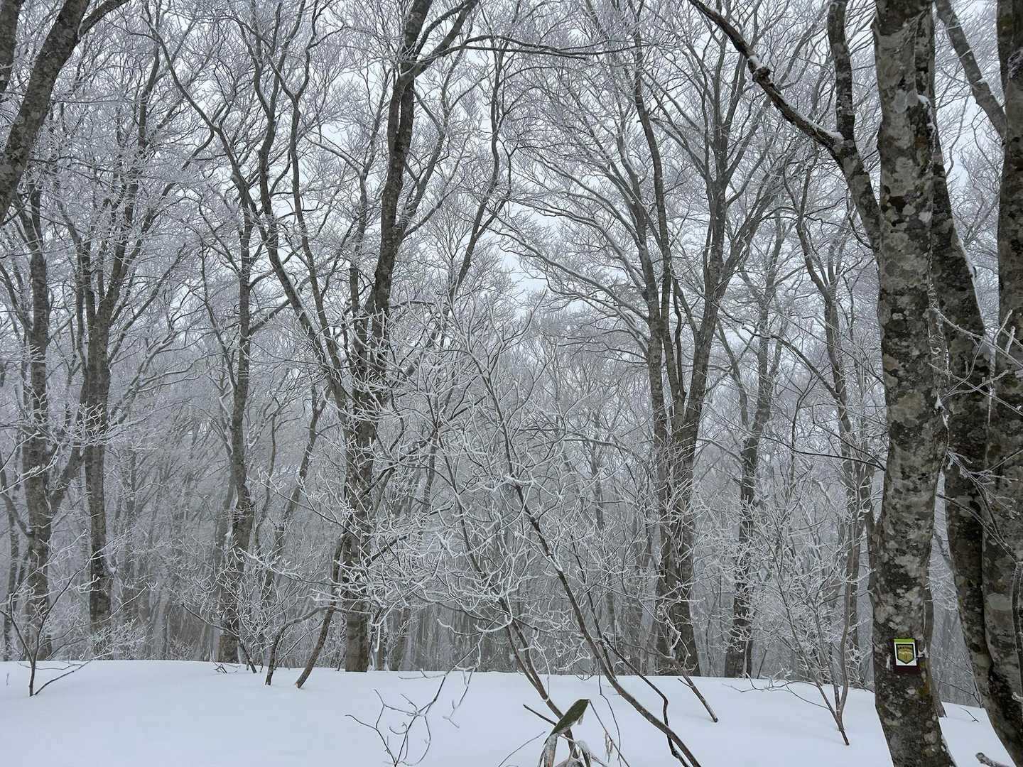 斑尾山 往復コースの写真