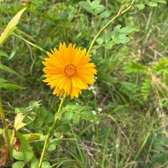 そんなお花好きでもないけど、お花🌼でもみて癒される😊