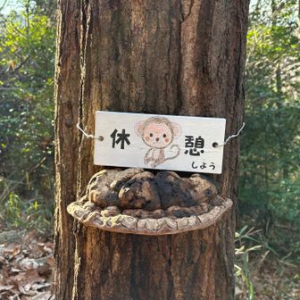 サルノコシカケ!
かわいい🩷