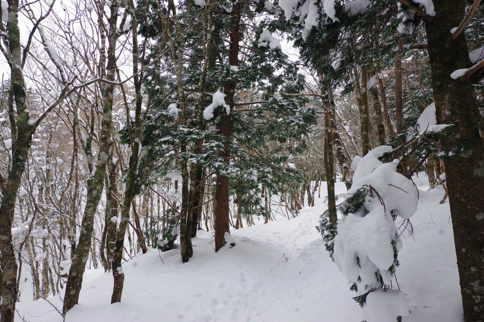 だんだんと積雪が増し、静寂に包まれた霧氷林