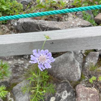 マツムシソウに会えたから🙆‍♀️
