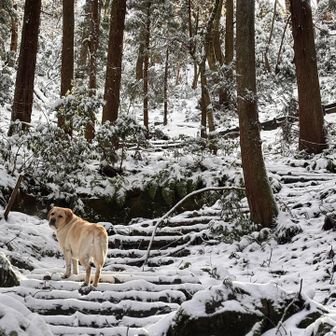階段練習になる道