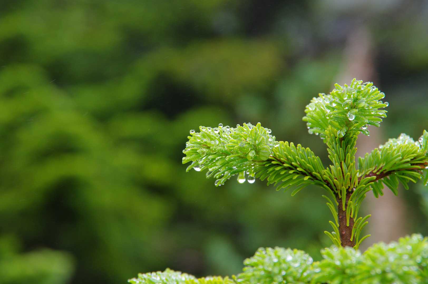 雨の滴るアオモリトドマツ。