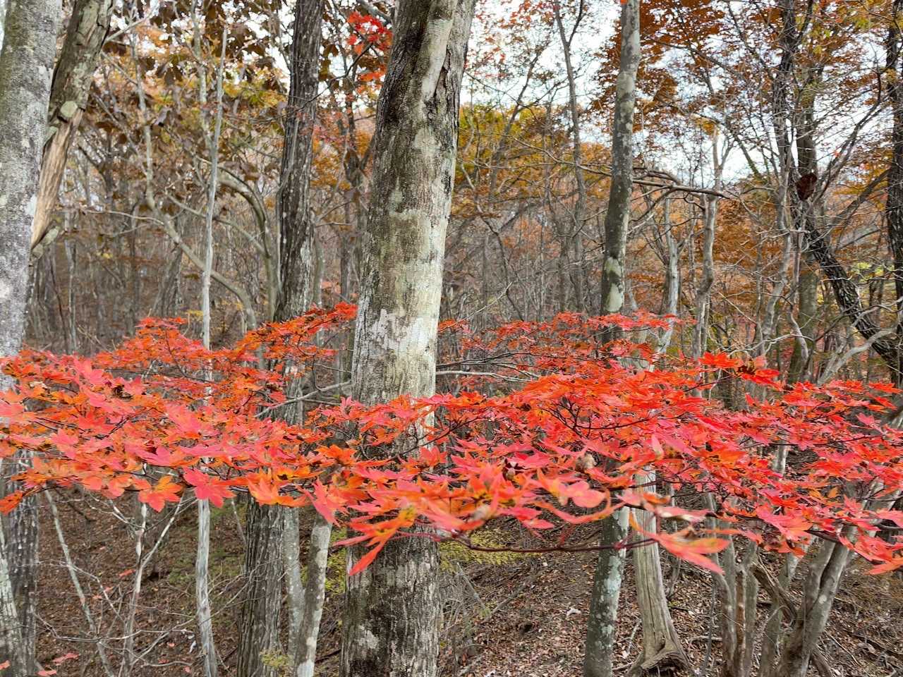 そしてホッとしたところできれいな紅葉🍁がありました。