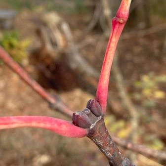 なんだったっけ？