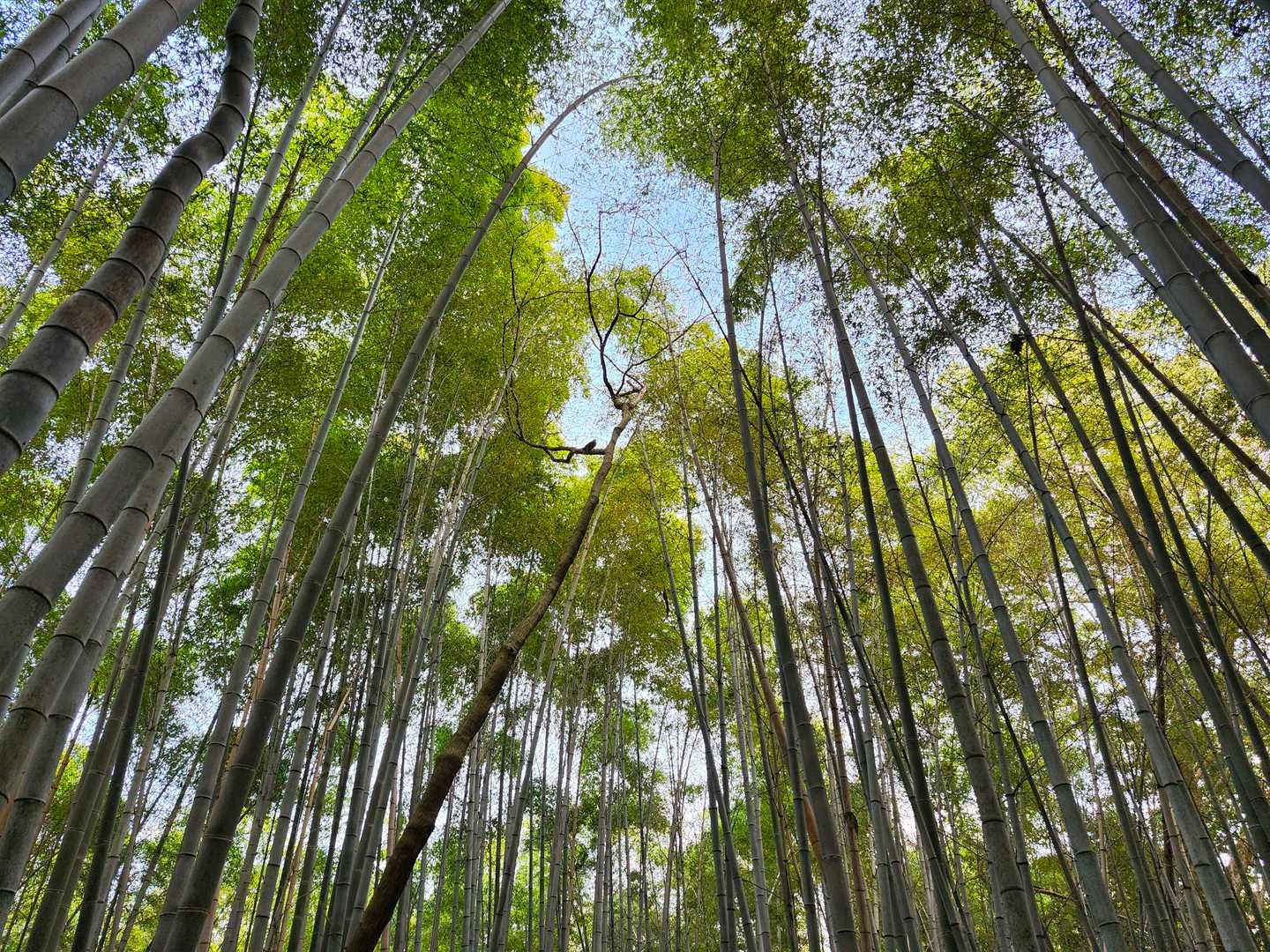 京都といえば竹林