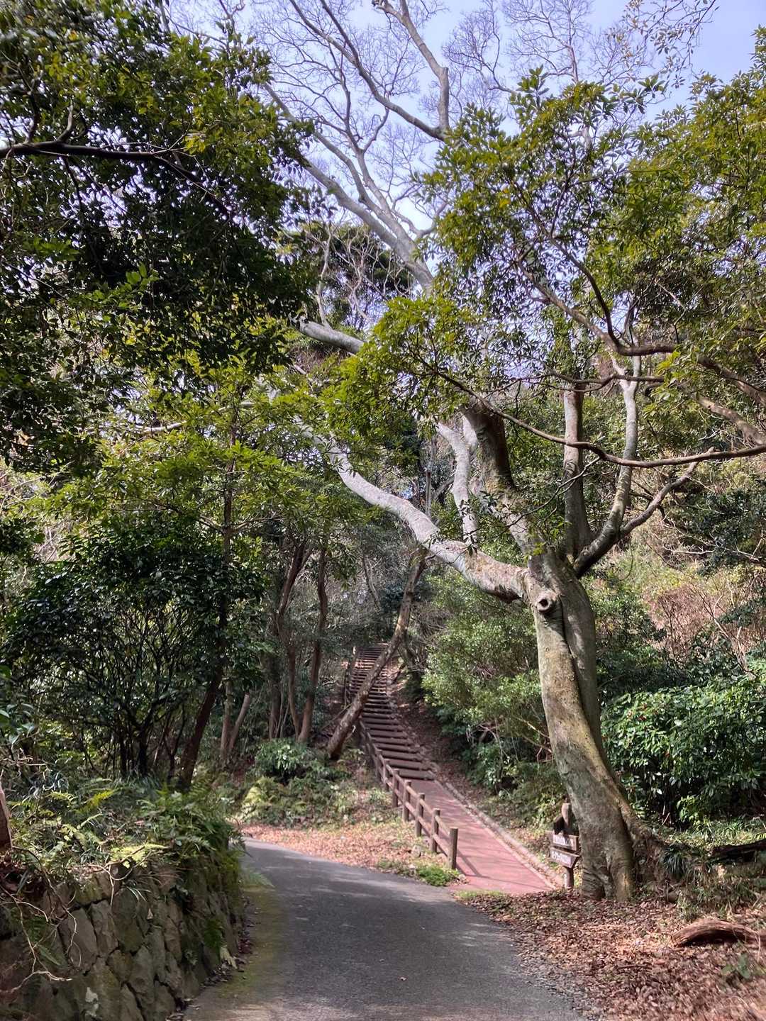 上ノ山（探鳥広場）へ