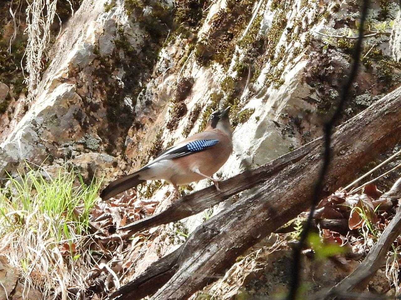 木品登山口-鳴神山-鍋足登山口 周回コースの写真