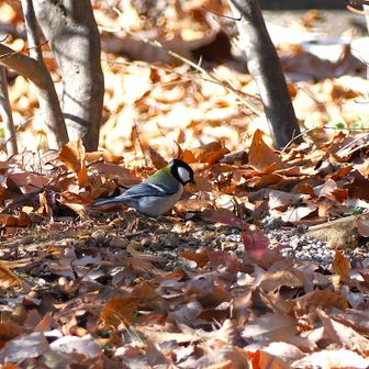 駐車場にシジュウカラ
お疲れ様でした。
リンゴを買いに荒浜のフル－ツパークへ。