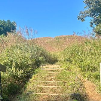 🌾ススキの季節ですね🌾