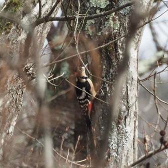 枝が邪魔して上手く撮れなかったです