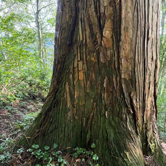 色合いがカッコよかった木🌲