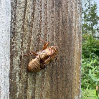 山頂の木柱にセミの抜け殻が