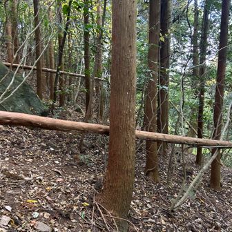 こないだの地震かわからないけど木が何本も薙ぎ倒されていた