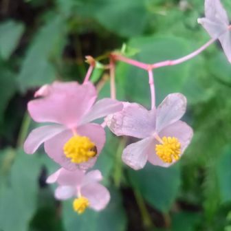 ここにも咲いてた秋海棠🌸
