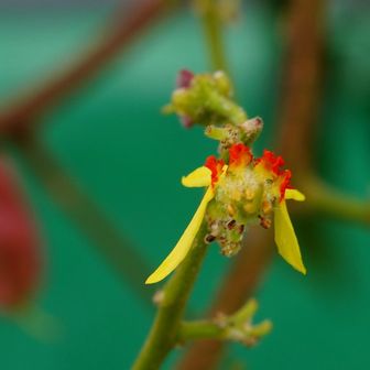 花弁は黄色だが付属体の赤が目立つ
