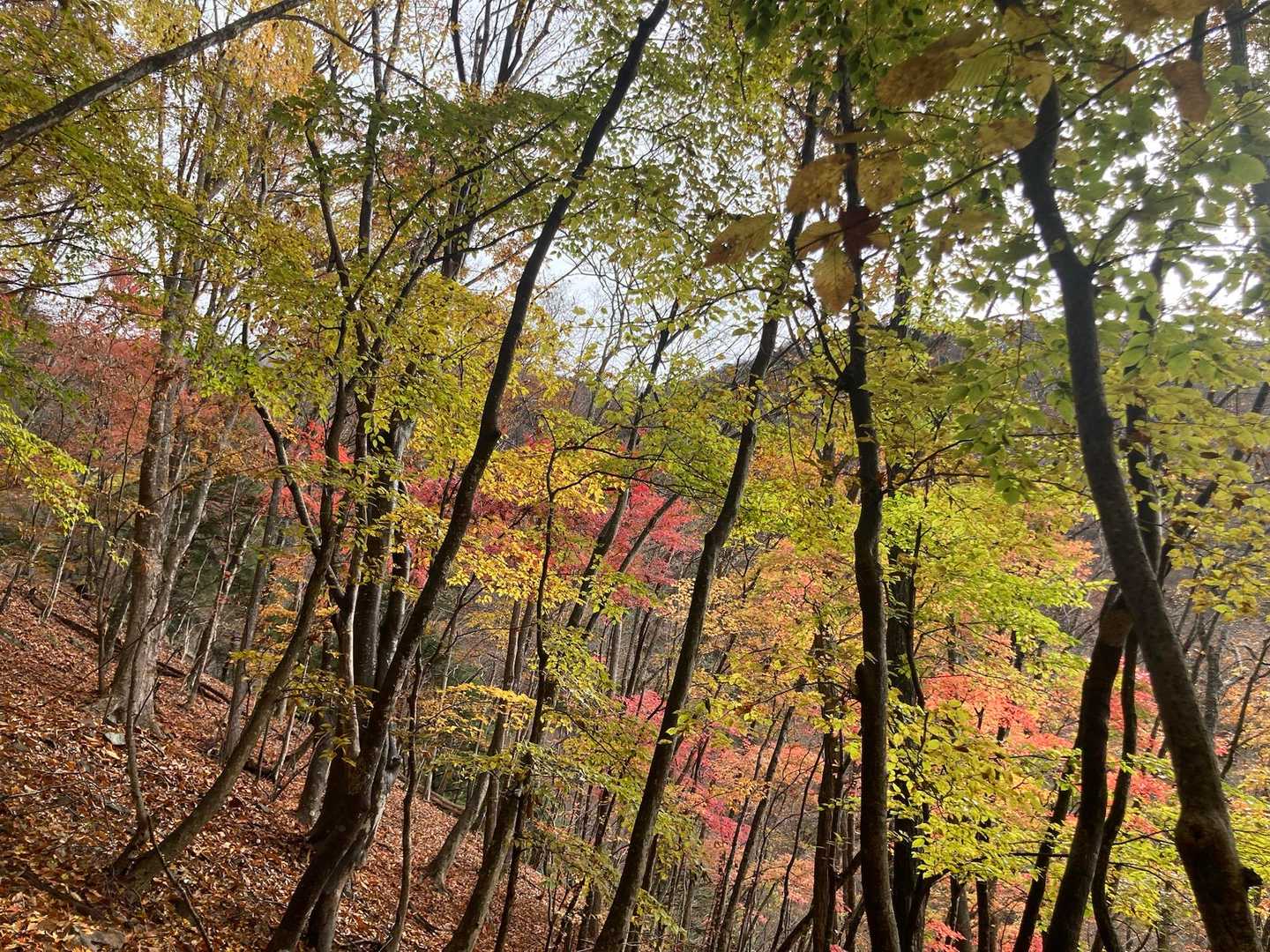 尾根まで葛折の登り💦
このあたりの紅葉はとても綺麗です🍁