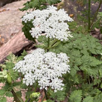 土管の脇に咲く花。園芸種？