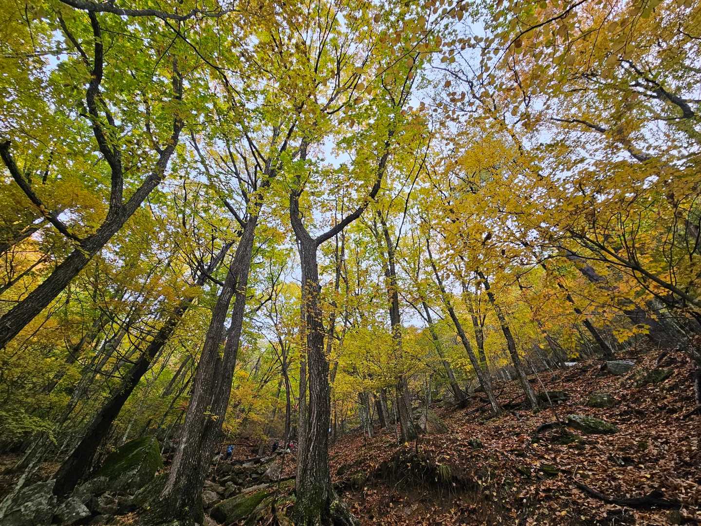 🍁紅葉いい感じ