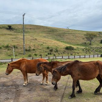 正面の山(丘？)に登ります。
