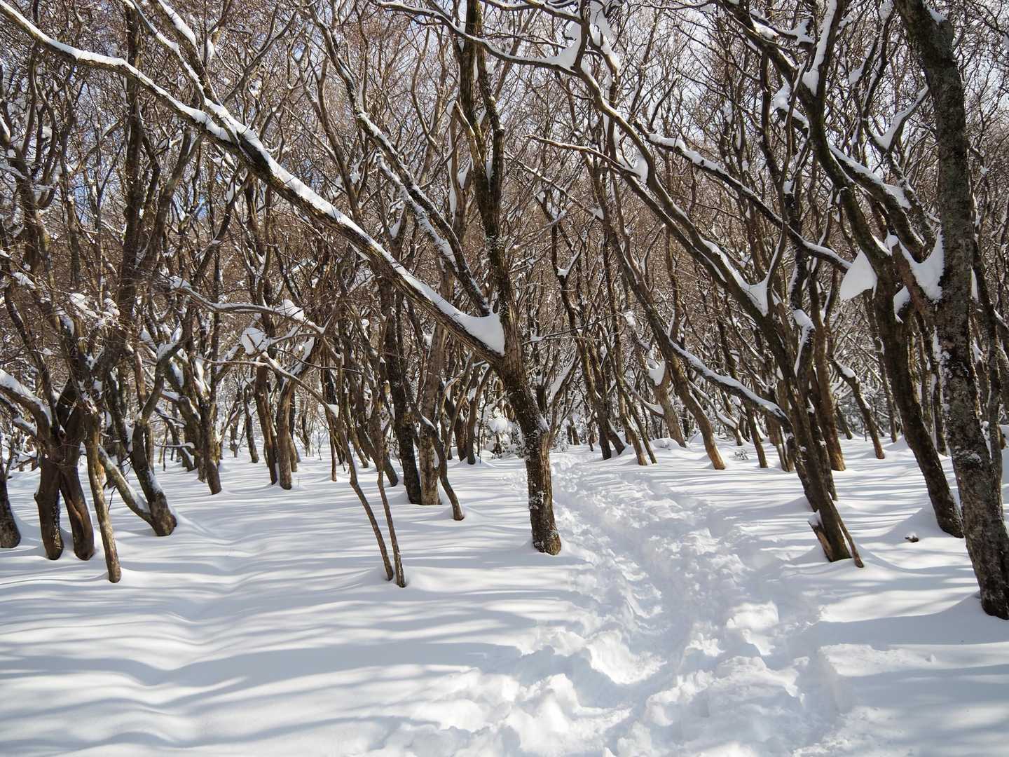 竜王山登山口-竜王山 往復コースの写真