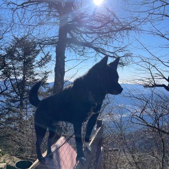 山小屋のワンちゃんが2匹いました