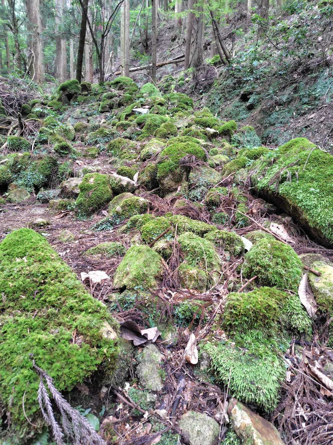 苔の綺麗なシャッターポイント①もばっちり教えていただく✨