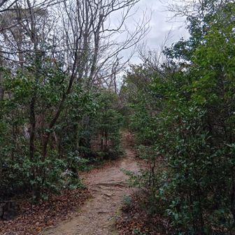 曇天。ちょっと残念だがあまり寒くない。