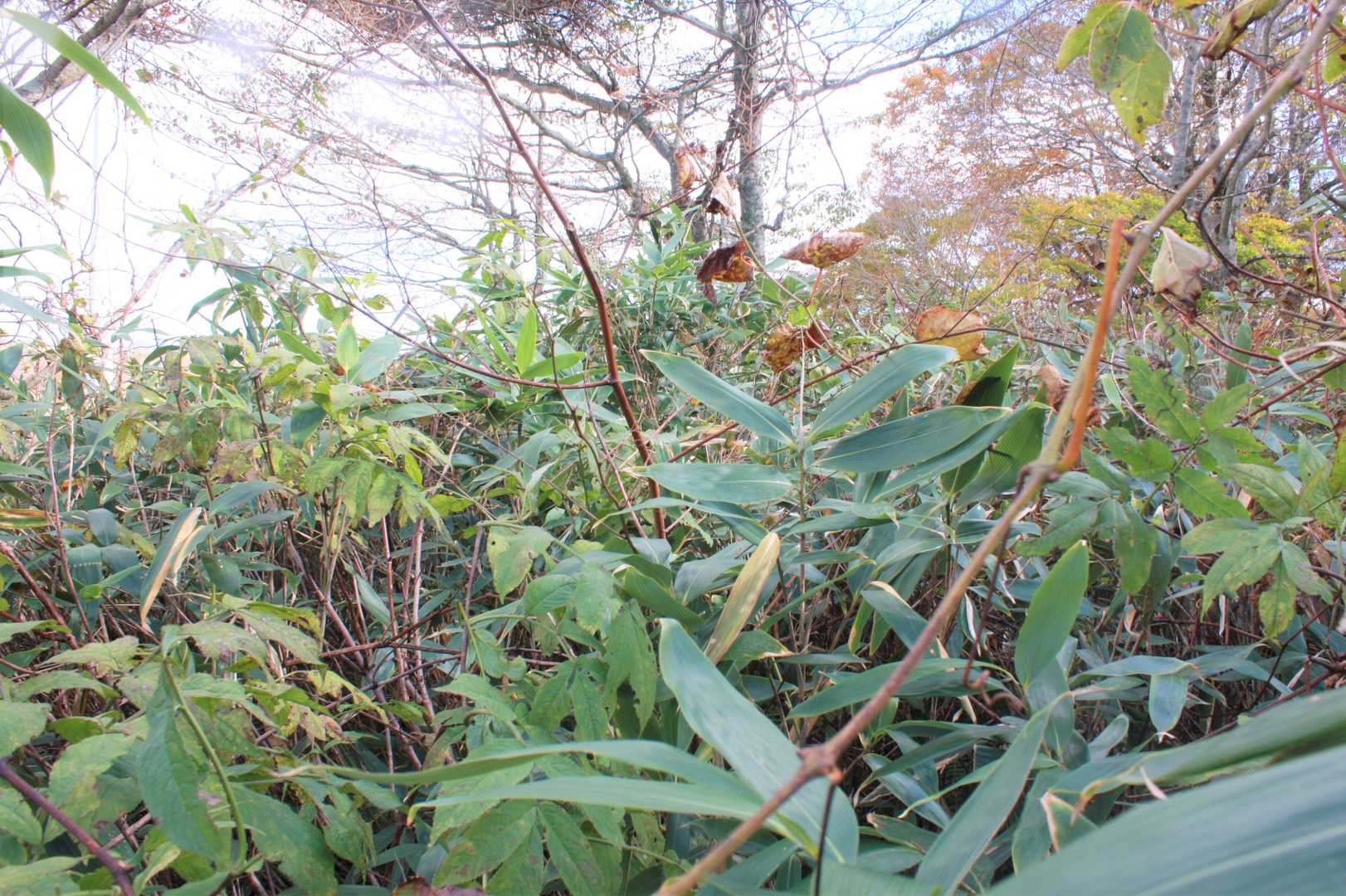 藪の中🤣
たぶん熊さんだって歩かない(歩けない)😆
頭の上にカメラを載せて山頂方向(たぶん)を撮影🤣🤣
GPS頼りに近づこうとするが、もはや山頂の方向すらあいまいな状態🤣🤣🤣