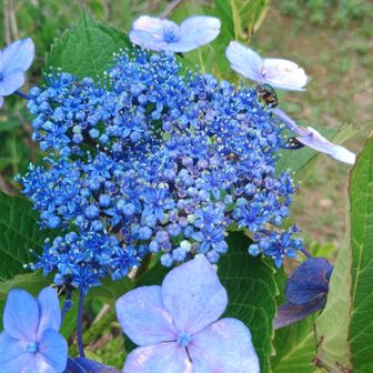 山頂の紫陽花