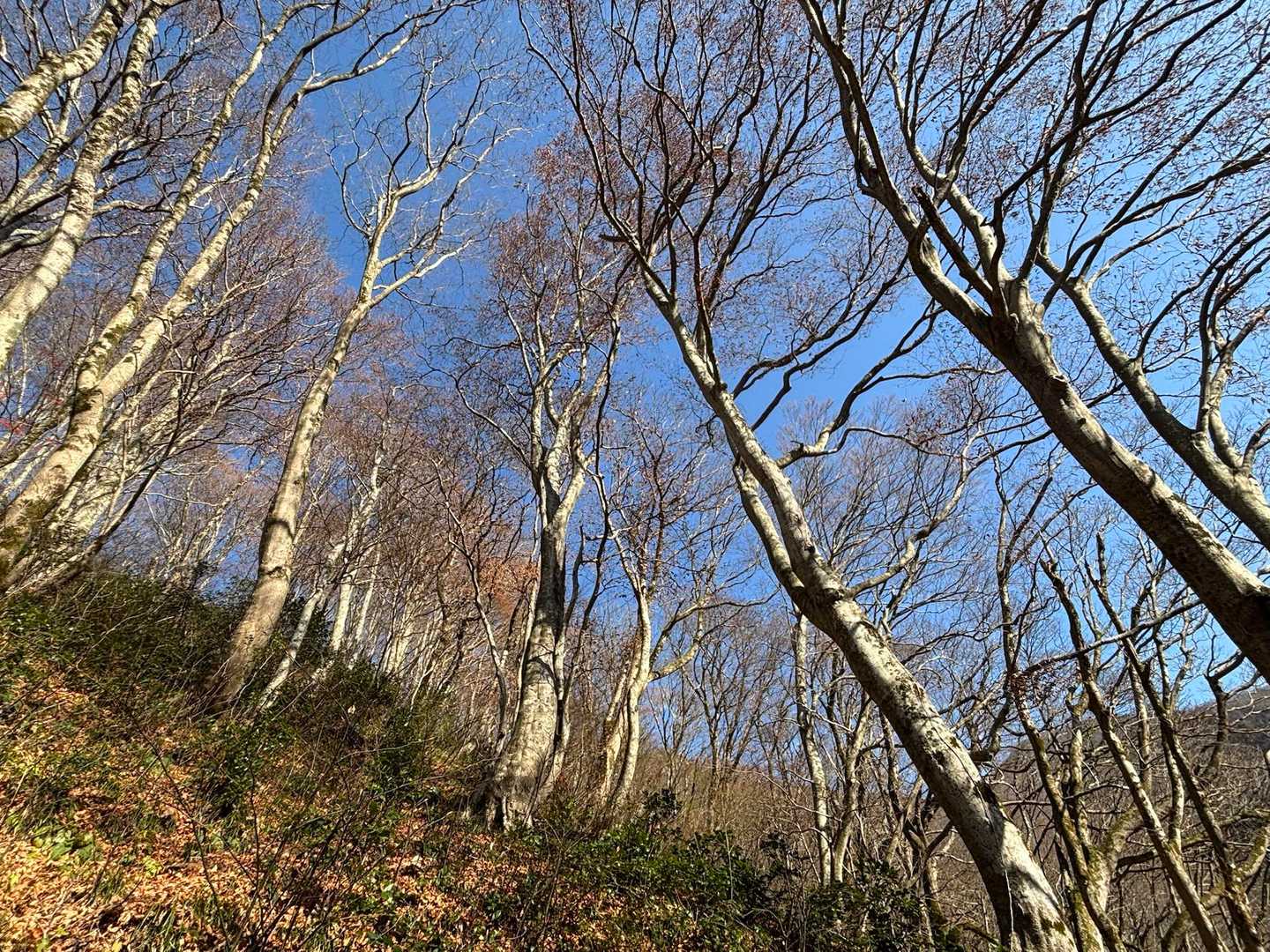 尾根道の綺麗なブナロードとは全く違う雰囲気に警戒🫣
まさに熊さんの懐に入った感じがします
ピーピー笛を吹きながら