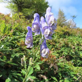 トリカブト🌸
お花は少ないね～
