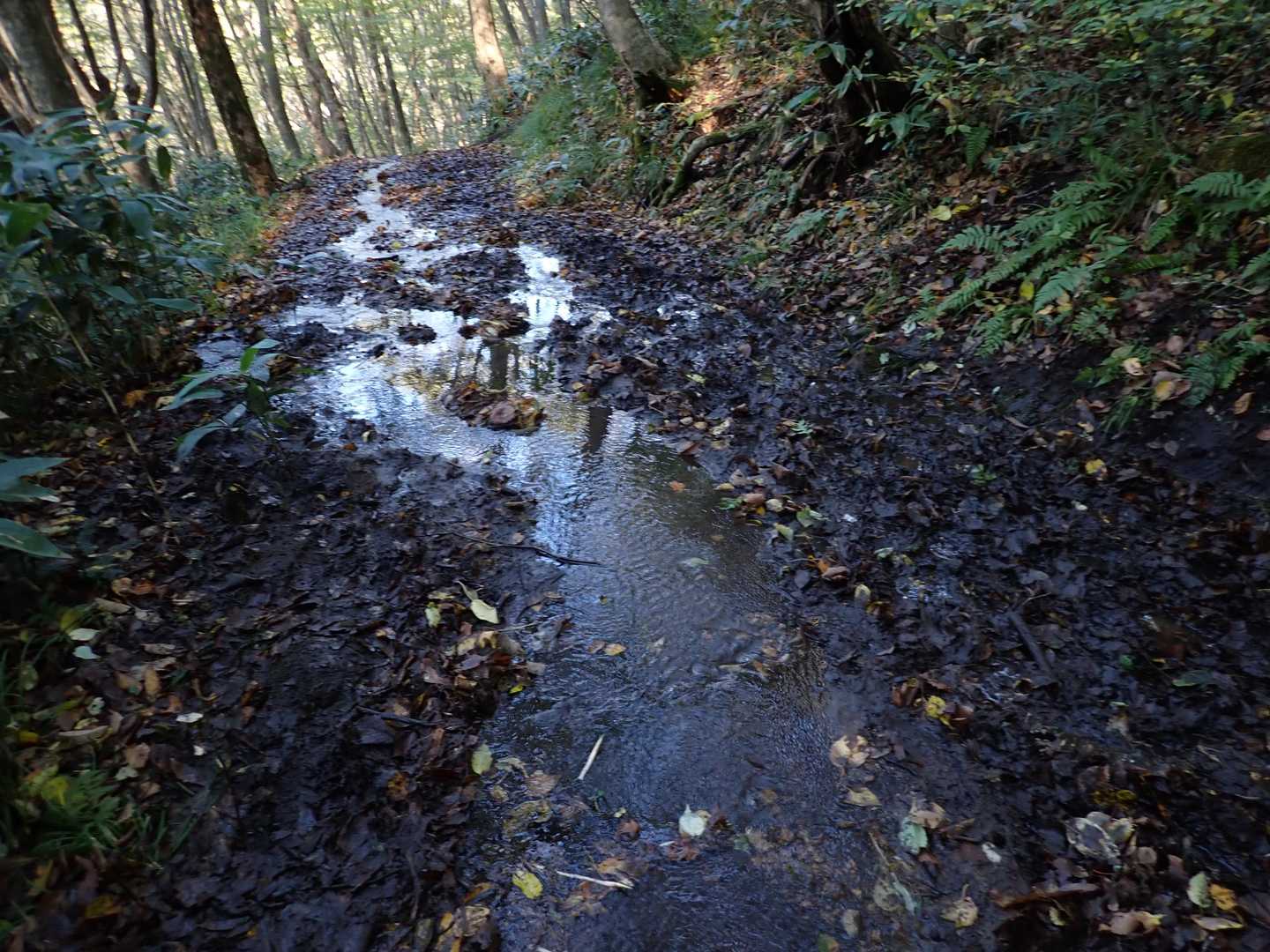ここは、両脇も歩けないほど泥濘でいて…💦
上の道まで戻り➚