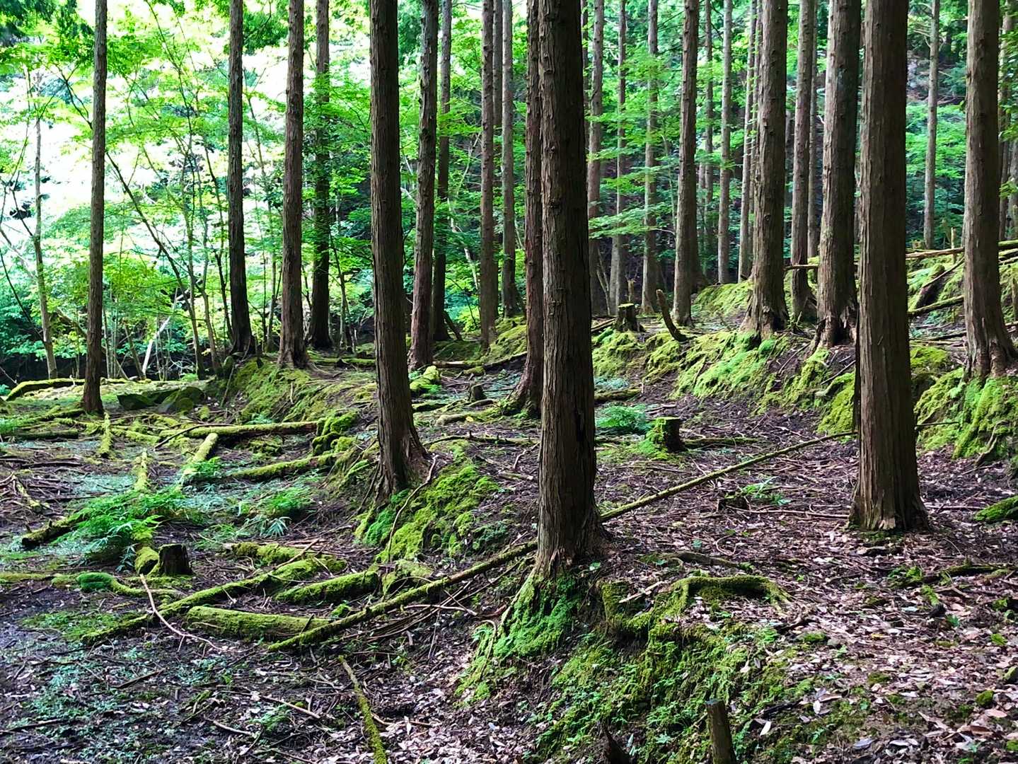 緑がいいなぁ。
