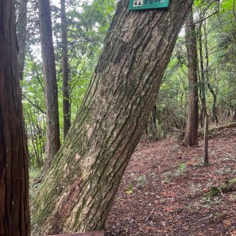 額井岳山頂✨　
ガクイ？なんて読むのか知らなかった笑
ぬかいって読めないよー😂
景色は…ない