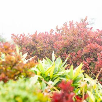 紅葉？！😳
あちこちで色付いててびっくり‼️
