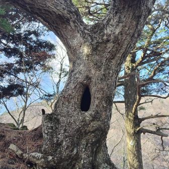 辺りを見渡していると、木が何が言いたそうでコチラを伺っていますね👀
聞いてみましょう…

🙍こんにちは、どうしましたか？
🌲暗い顔してるので心配して見てました
🙍生まれつきこういう顔なんです
🌲そうですか、それは可哀想ですね
🙍……。

痛い所を突かれた自分はうなだれて静かにこの場をあとにしました🙄

ここからは一気に下りが続き…