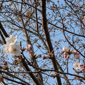 下山後の西側🅿️の🌸