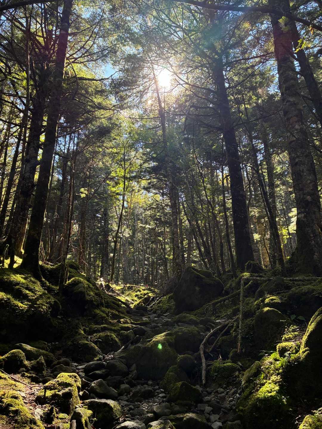ええ感じ✨森のええ香り🌲