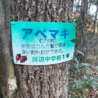 阿部真紀⁉️ではない