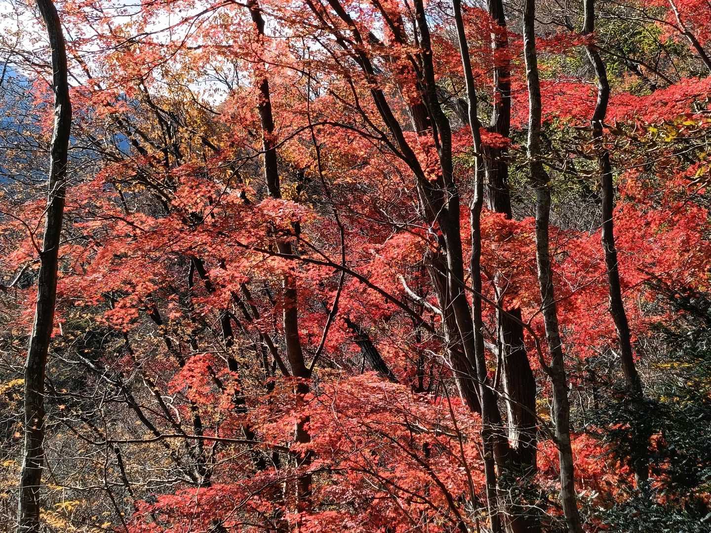 🍁🍁🍁