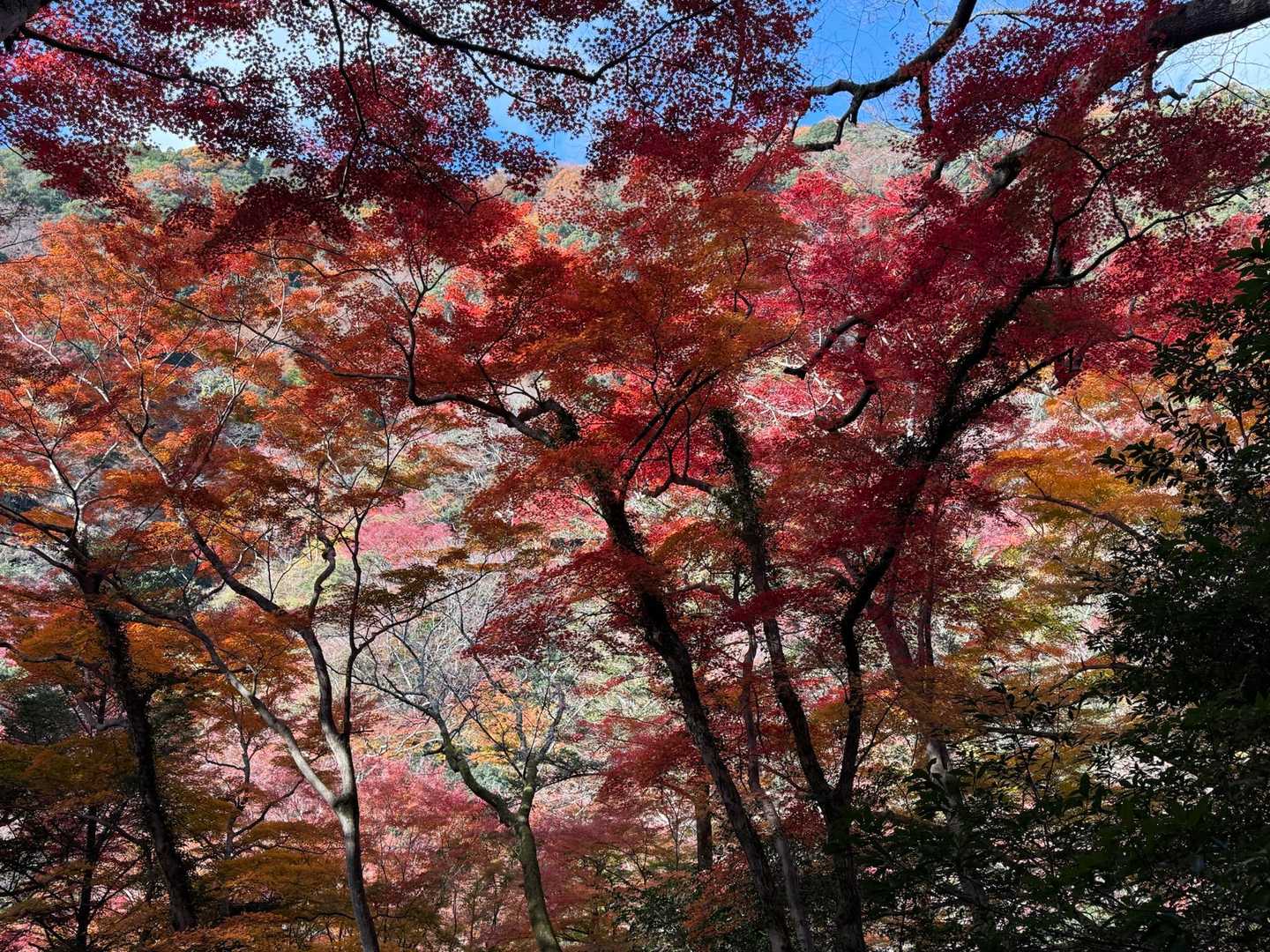 箕面にやって来ました。
紅葉🍁を見に多くの方が訪れていました🚶🏻‍♂️🚶🏻‍♂️🚶🏻‍♂️🚶🏻‍♂️🚶🏻‍♂️