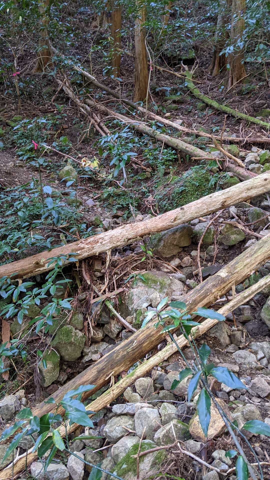 道、こんなだったっけ？🙄
もう少し歩きやすかった気がしたんだけど…

家族で下山中の方と遭遇。
初めて登山したんだとか。😳
楽しかったでしょ！？って聞いたら、苦笑いしてました。

初めての山でここを選ぶってスゴイなぁ！