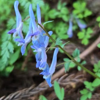 杉林にブルーのエンゴサク