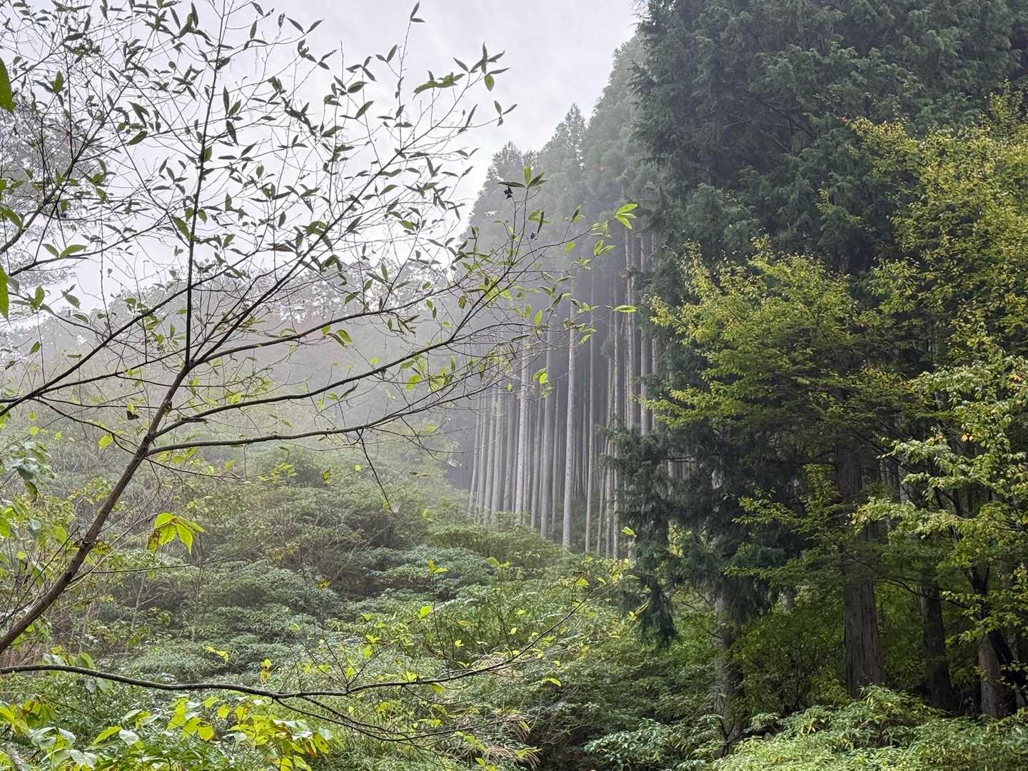 自然の木と人工の木が調和