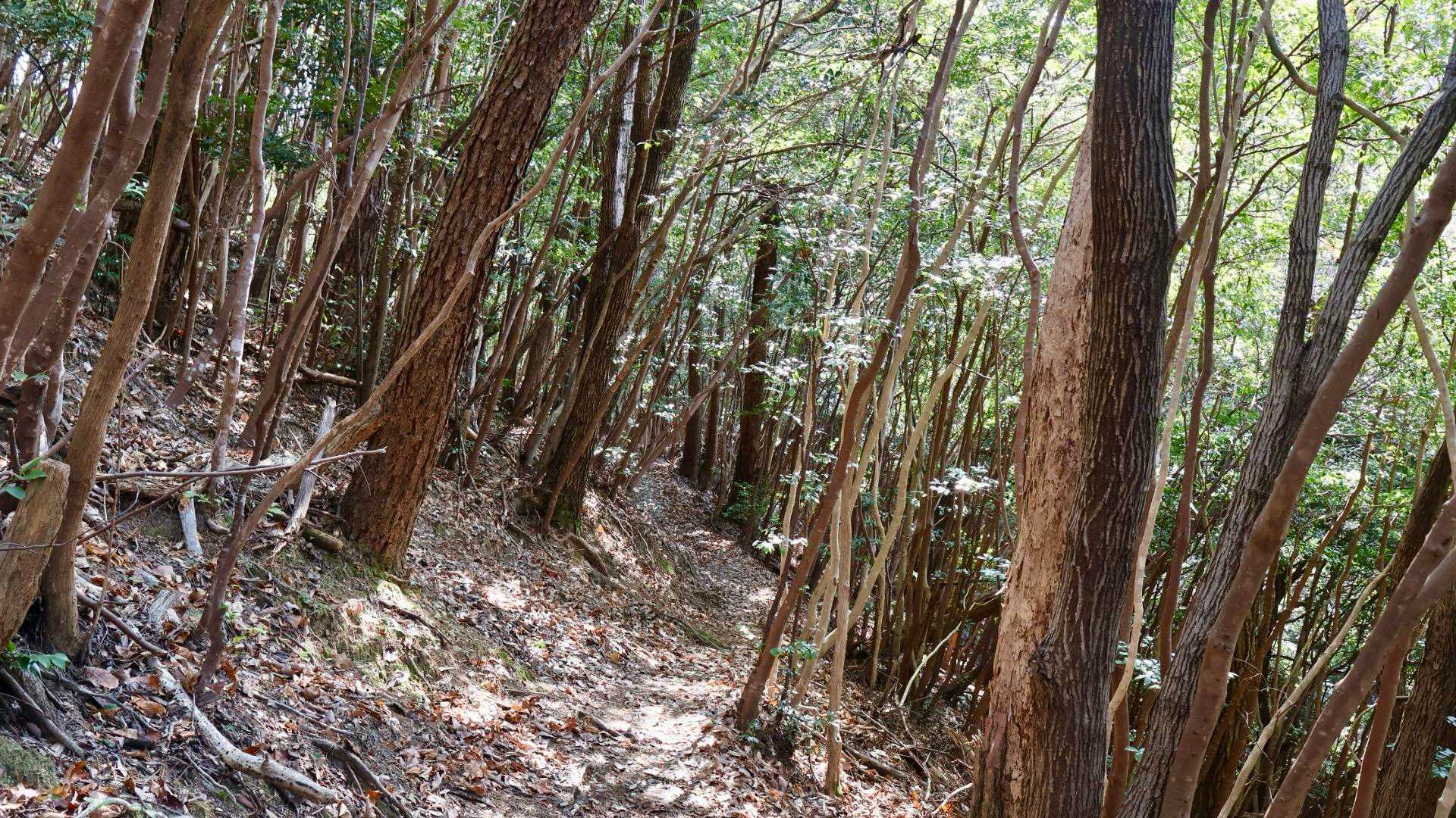真妻山 周回コースの写真