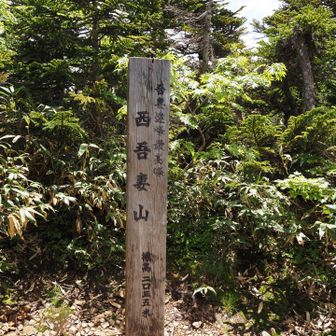 そして山頂は…展望なし🤣
