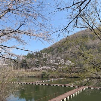 円良田湖　ヘラブナ釣りと桜
のどかなバイブス。
これから咲く桜も多々あり。